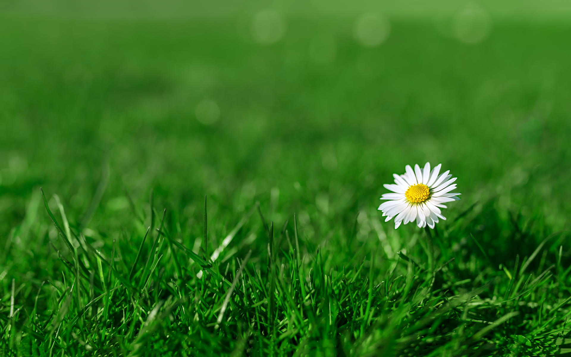 护眼壁纸 草地 小黄花