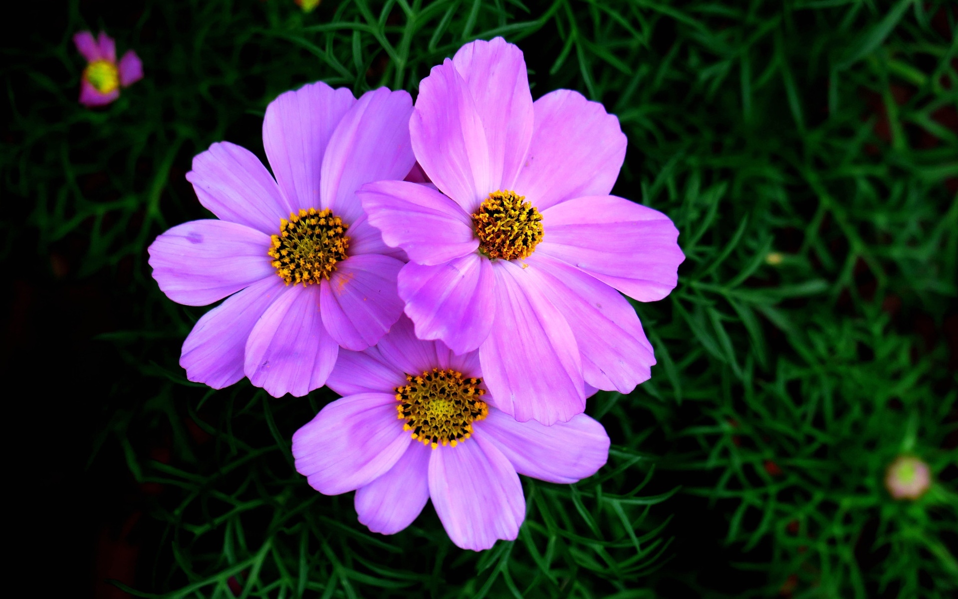 娇艳欲滴 紫色波斯菊