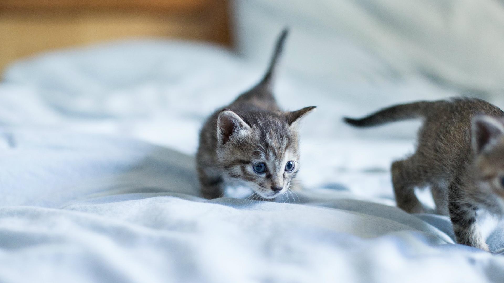 萌宠 动物 猫 喵星人