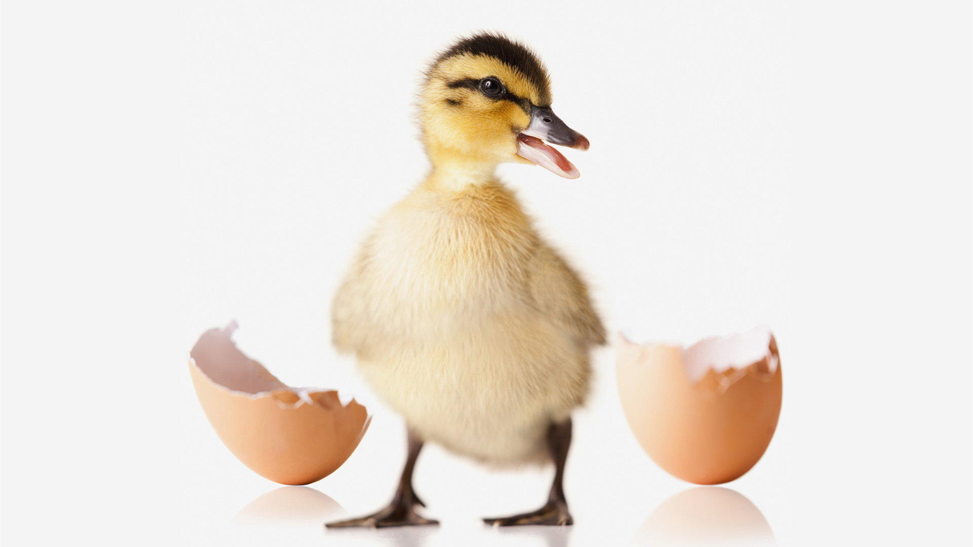 萌宠 小鸭子 呆萌 可爱 宽屏