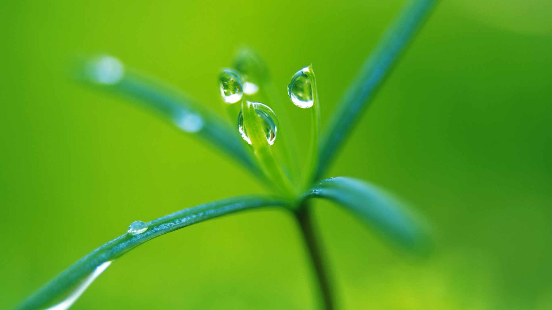 小清新 护眼壁纸