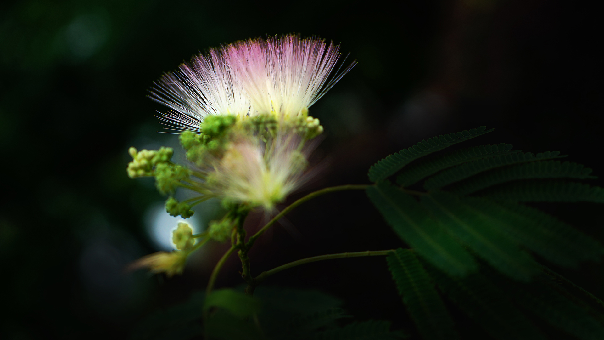小清新 花朵 植物 鸟语花香 合欢花