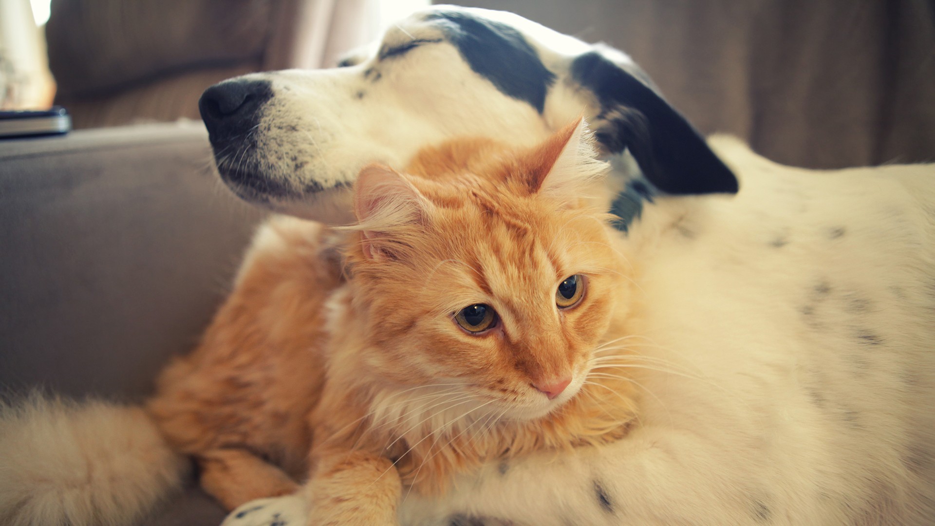 萌宠 猫咪 可爱