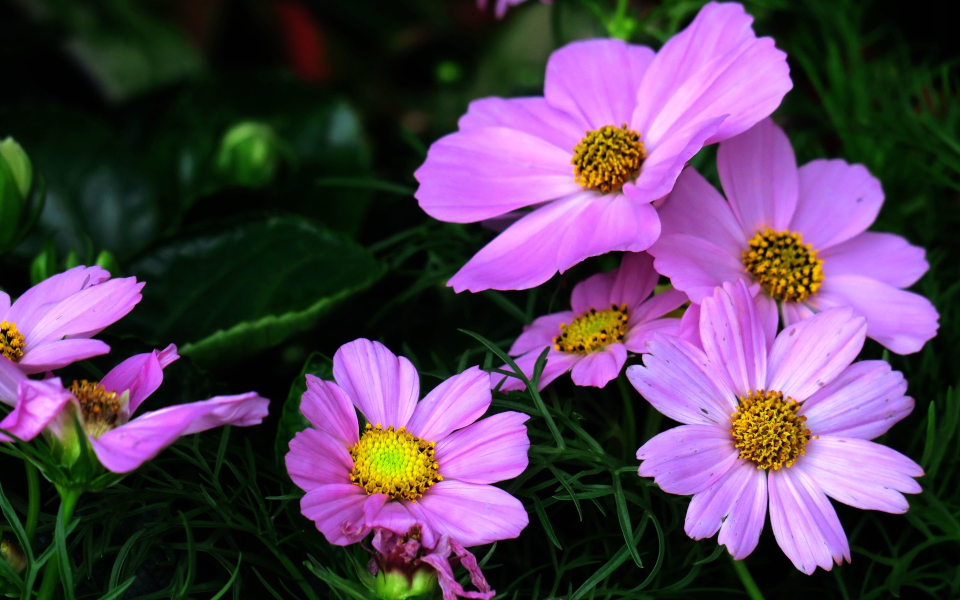 娇艳欲滴 紫色波斯菊