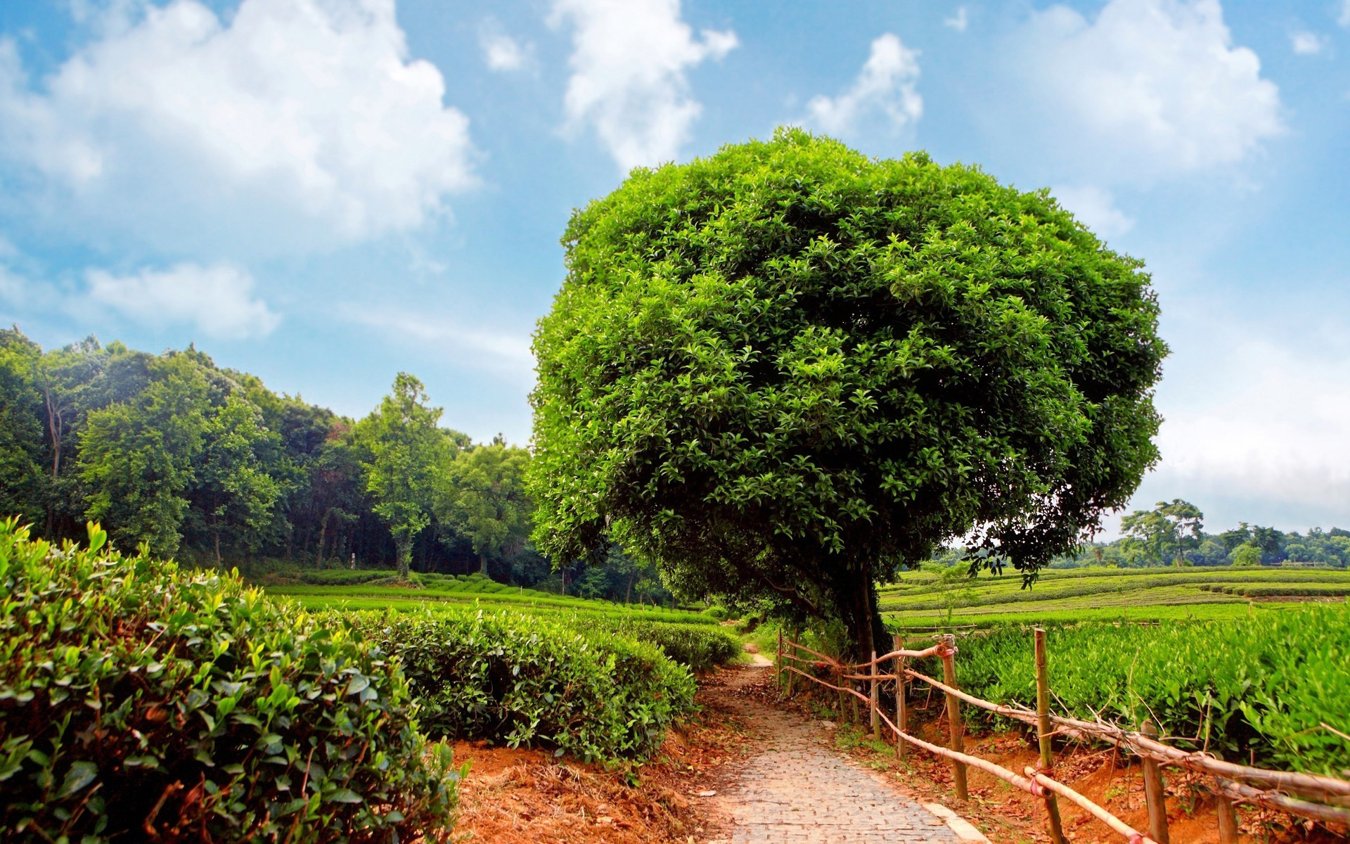 风景 自然风景 世外茶园 苍翠欲滴 宽屏
