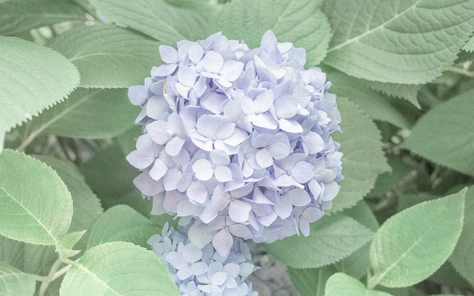 舒缓压力  紫色绣球花