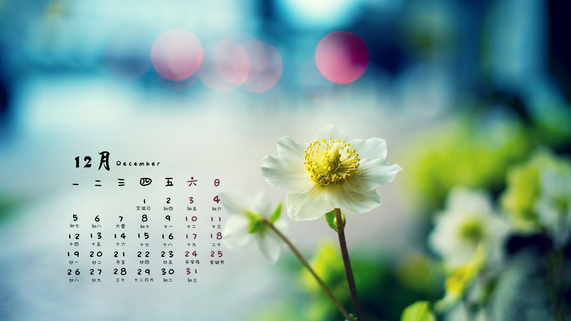 12月 小清新 花卉