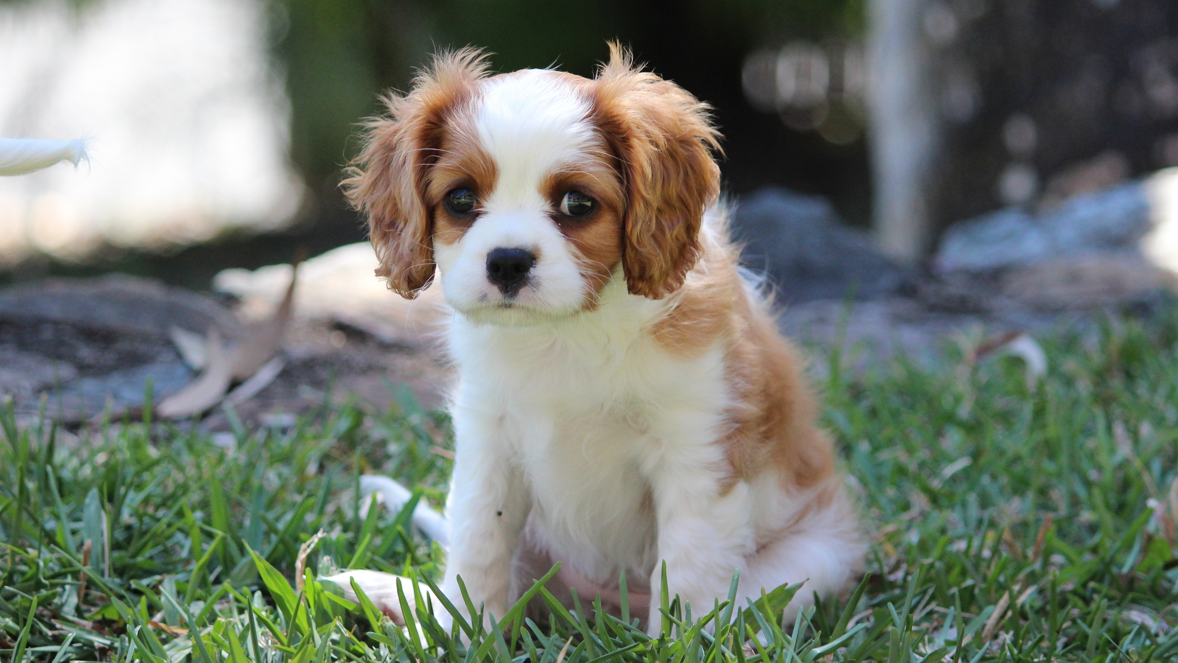 4K 动物 萌宠 汪星人 狗