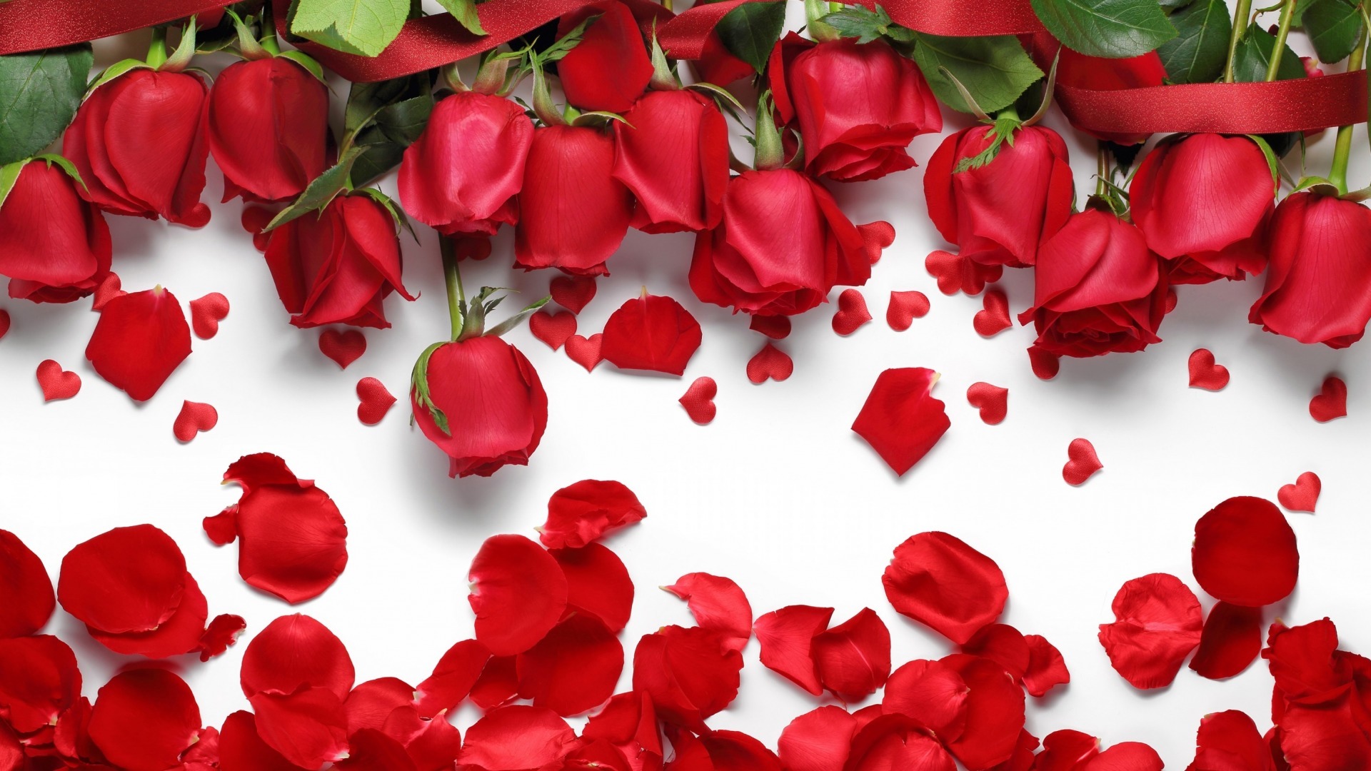 唯美温馨 玫瑰花