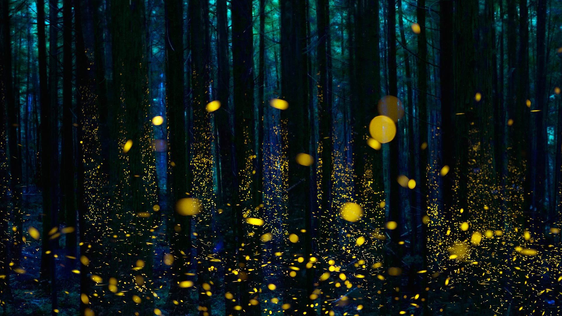 风景 夜晚 森林 树林
