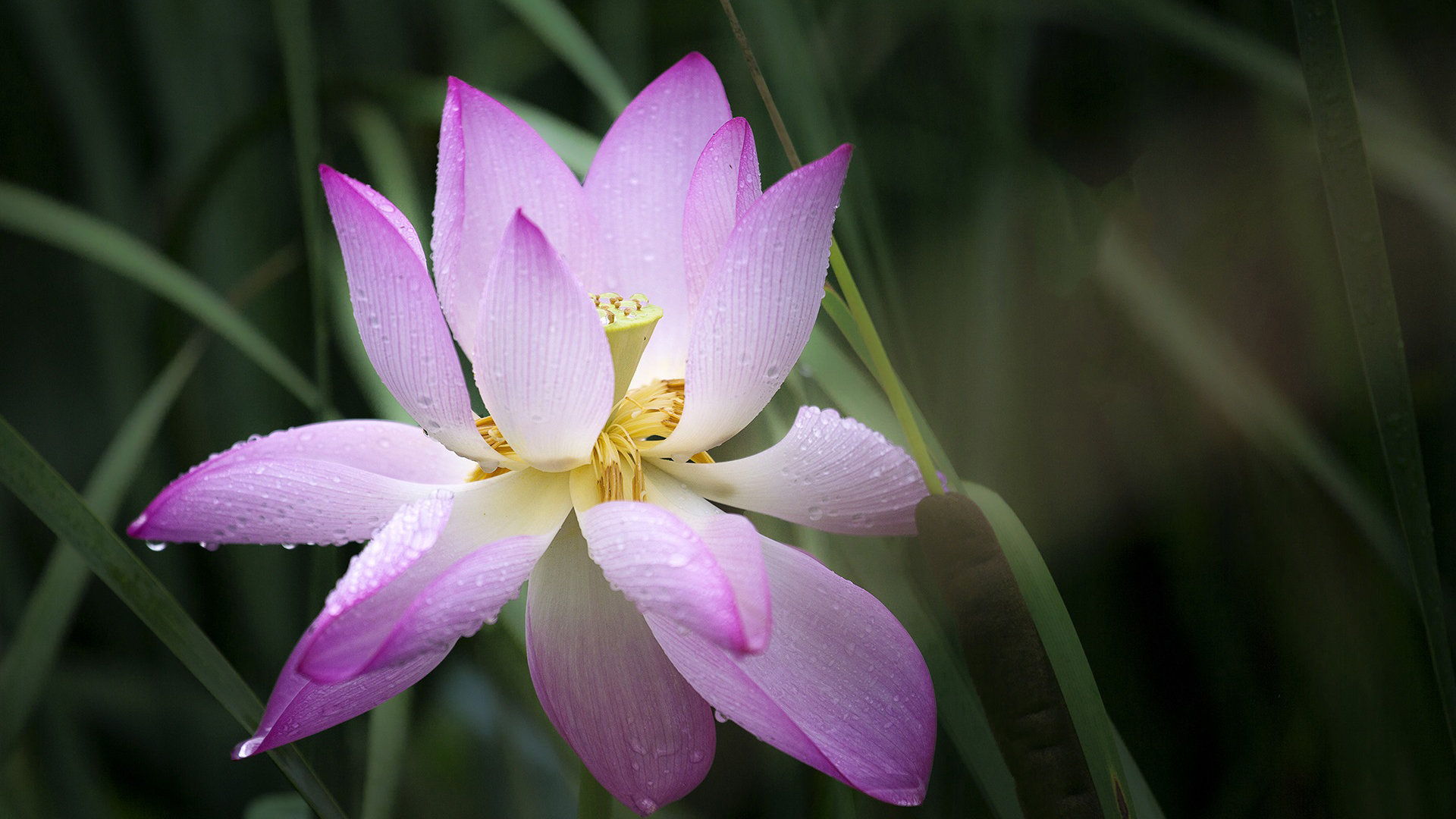 小清新 清新淡雅 荷花
