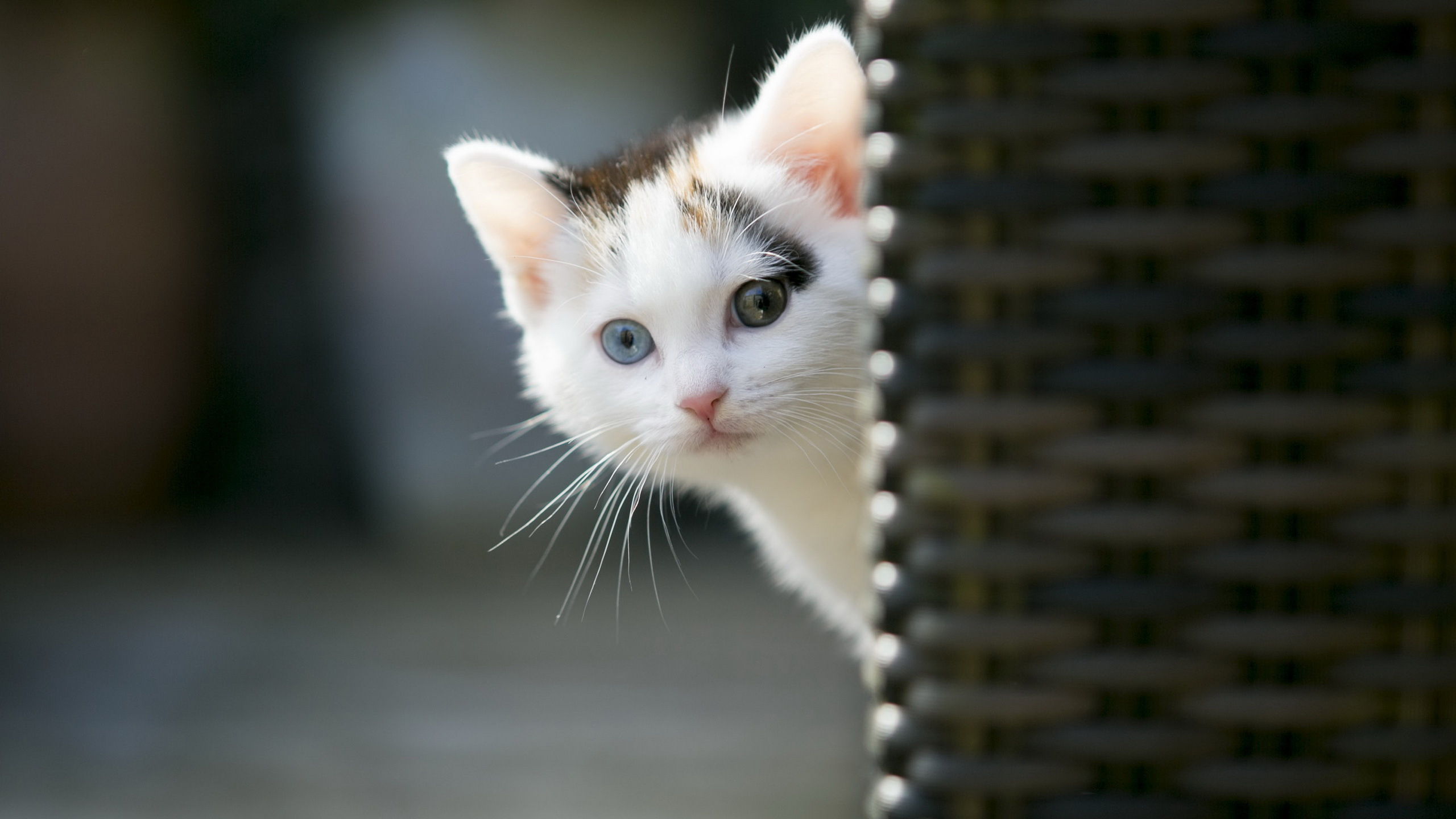 萌宠 动物 猫 喵星人