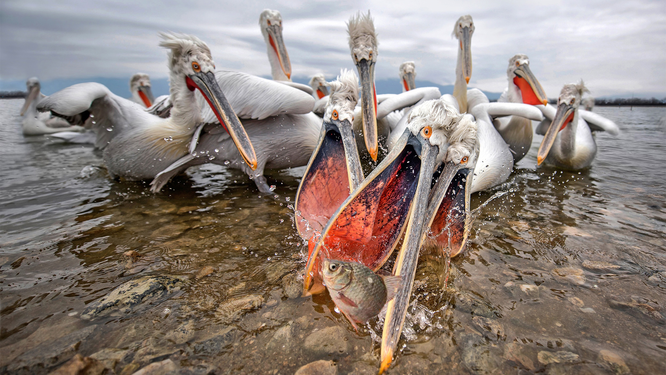 小鸟天地 鱼 湖