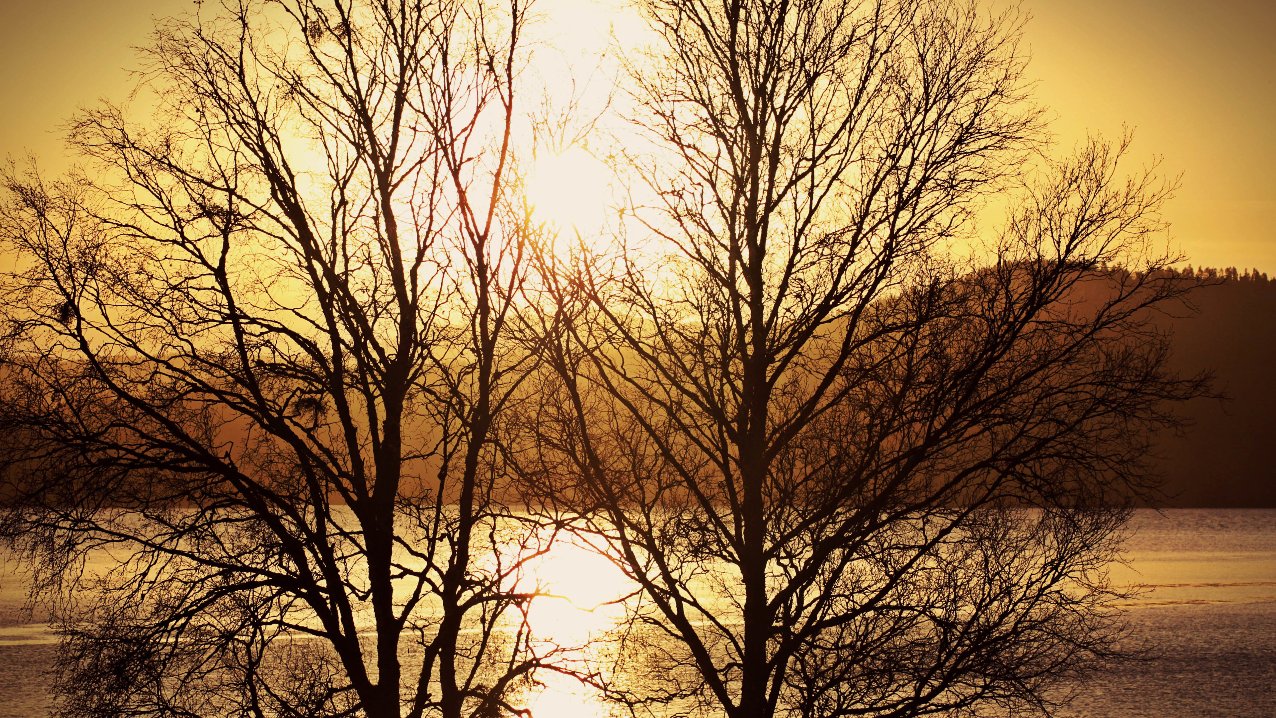 夕阳 河流 树木