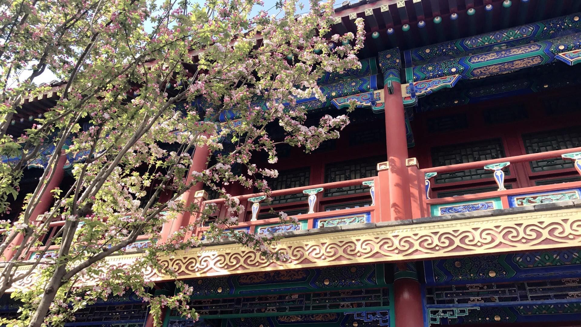 春意盎然 盛开的鲜花 古典建筑