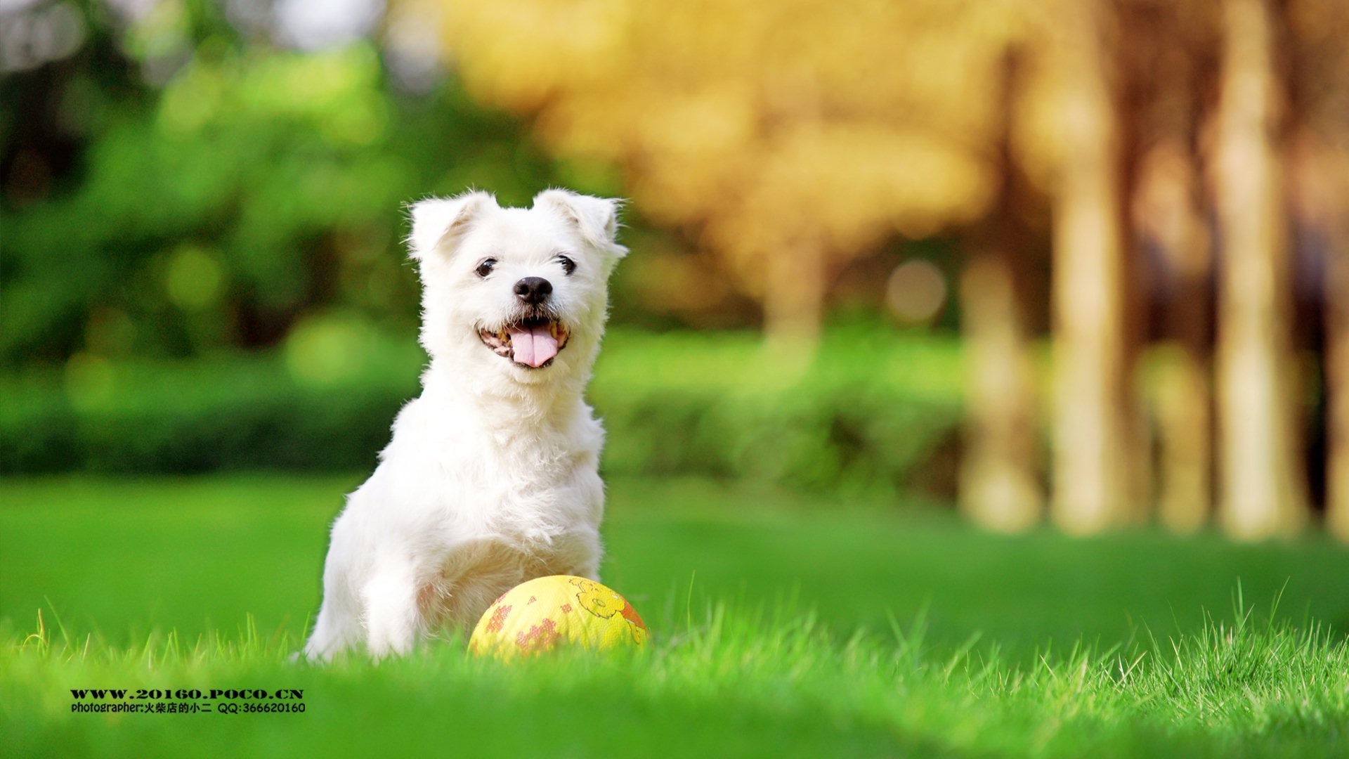 萌宠 动物 可爱 猫 萌 喵星人 儿童桌面专用