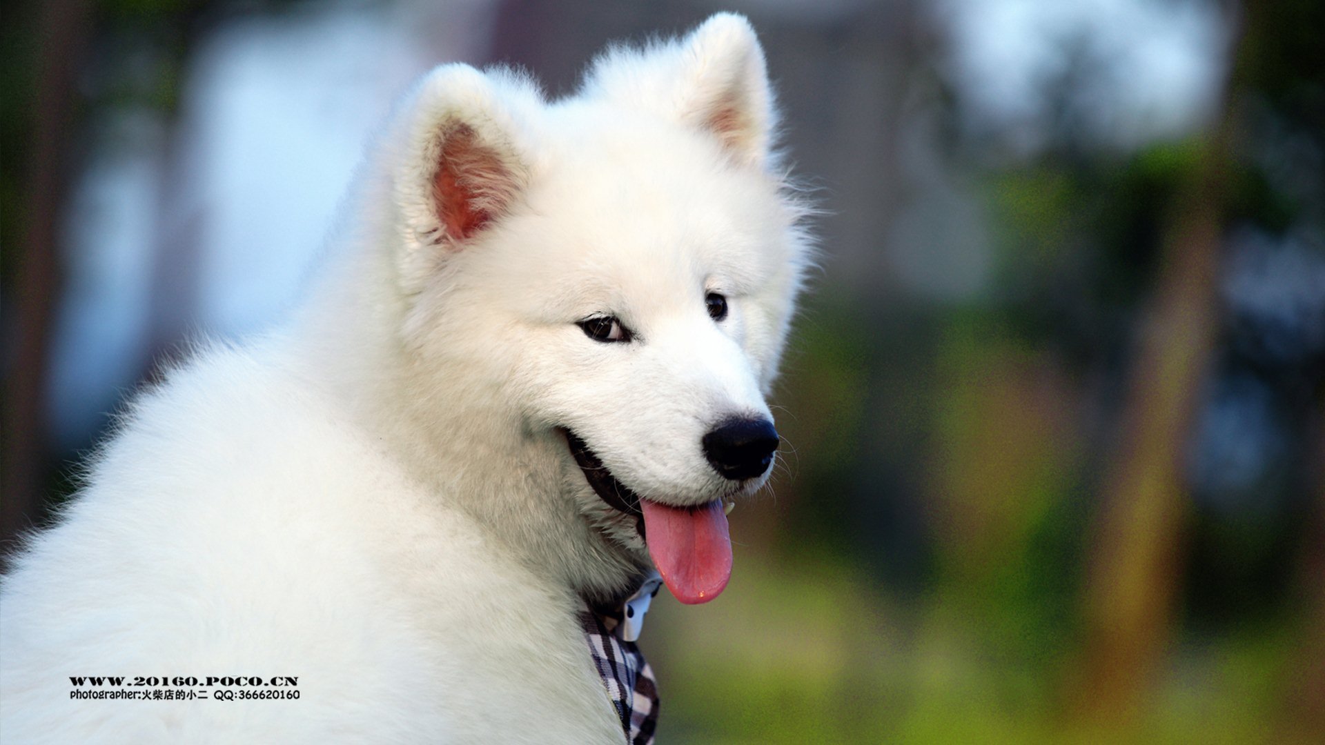 萌宠 动物 可爱 猫 萌 汪星人 萨摩 儿童桌面专用