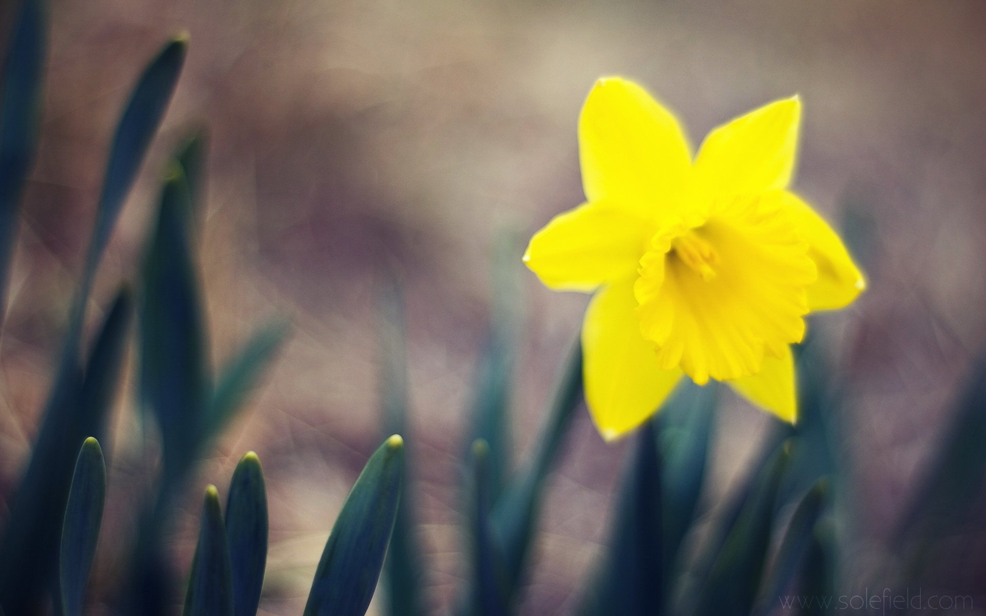 小清新 意境 唯美 非主流 风景 儿童桌面专用