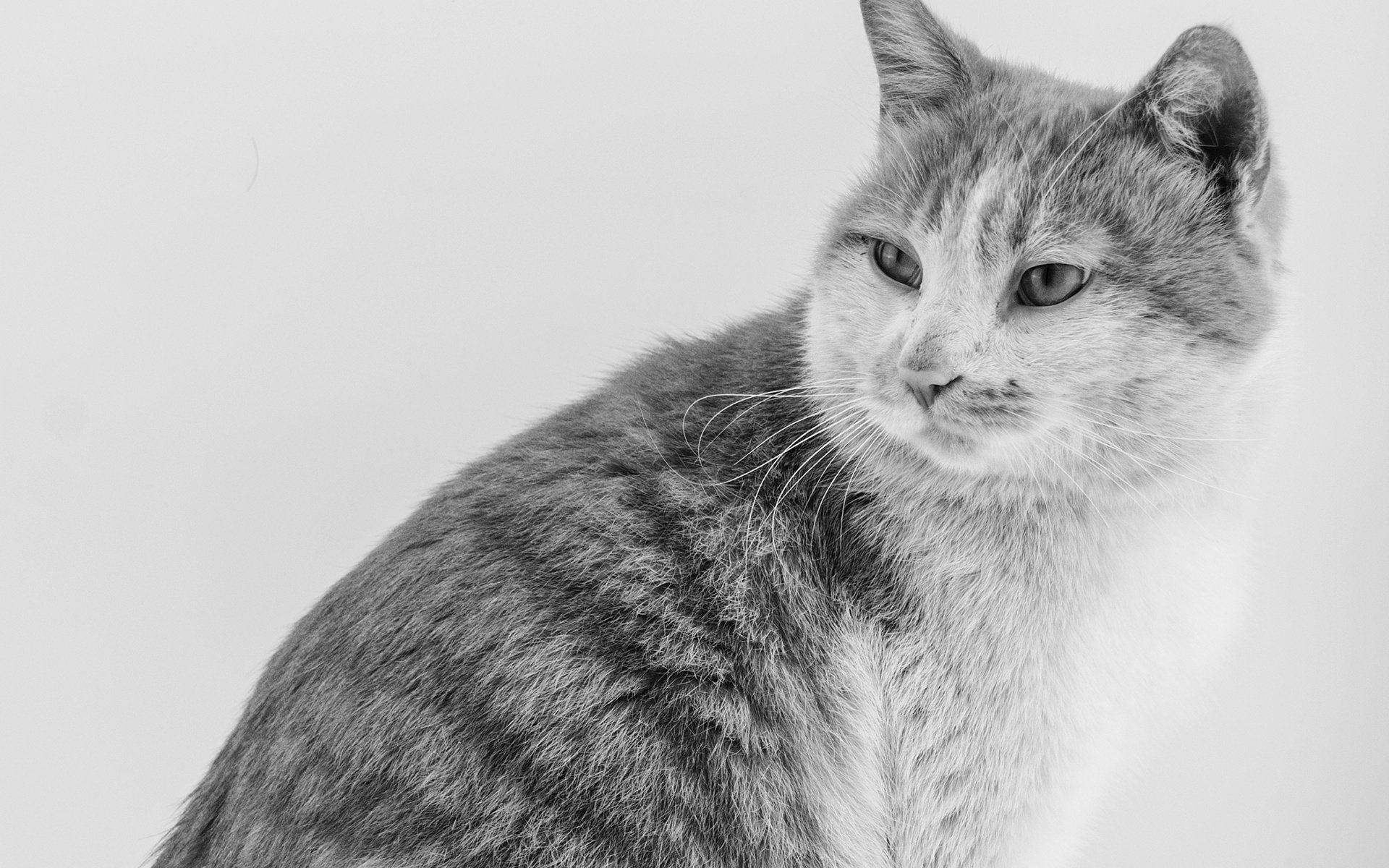 萌宠 动物 喵星人 猫 猫咪专辑 @一双铁筷 儿童桌面专用