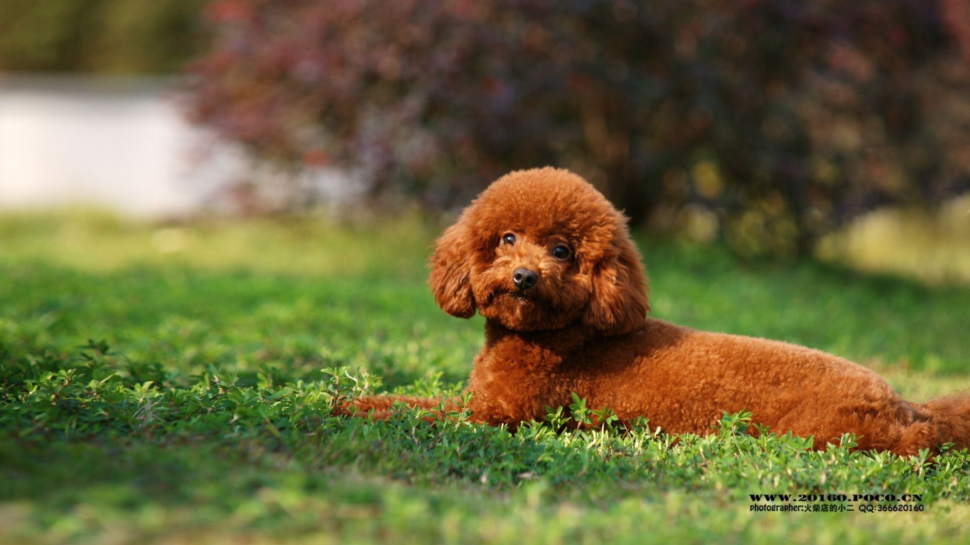 萌宠 可爱 动物 火柴宠摄 儿童桌面专用