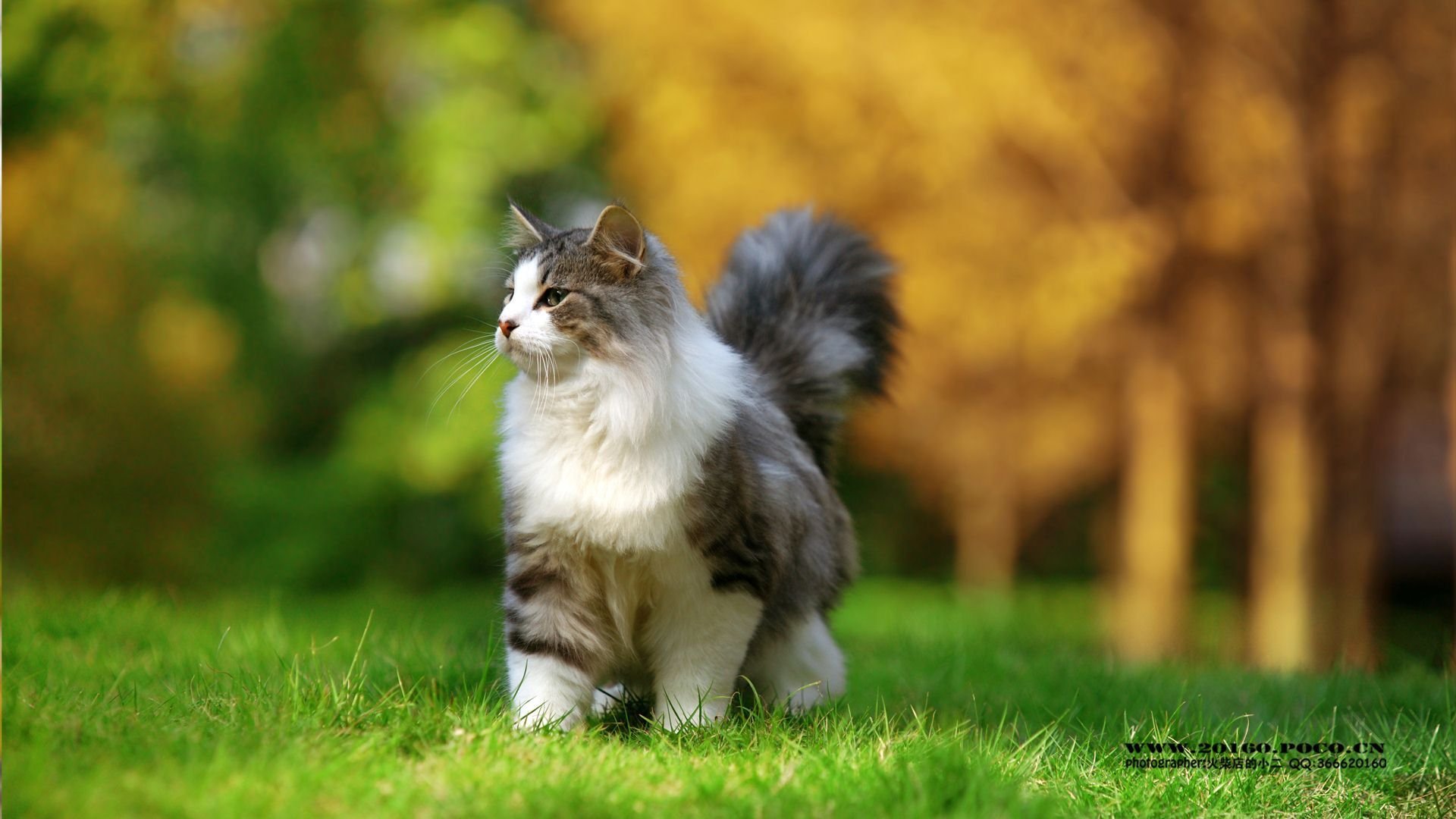 萌宠 可爱 动物 火柴宠摄 儿童桌面专用