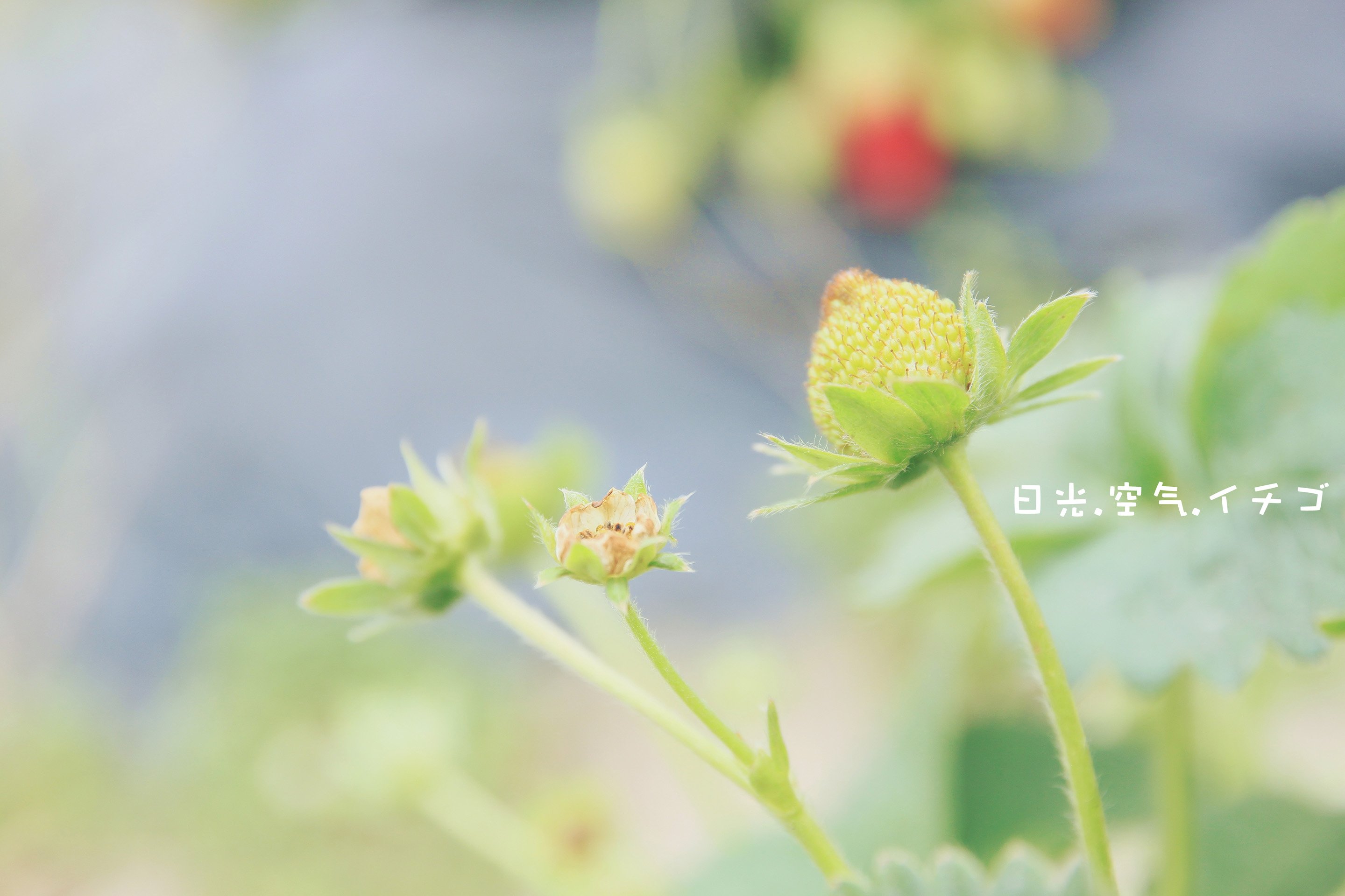 风景 景色 儿童桌面专用