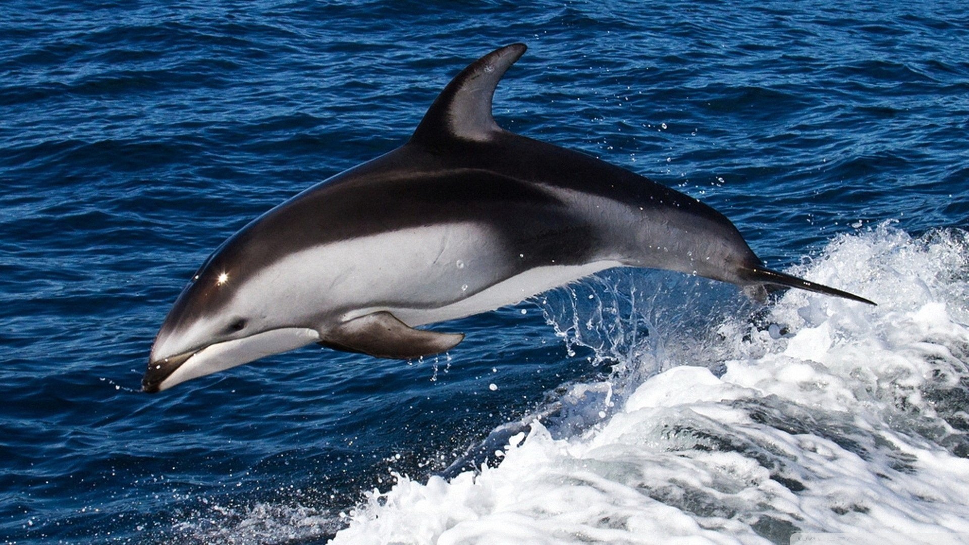 萌宠 动物  儿童桌面专用