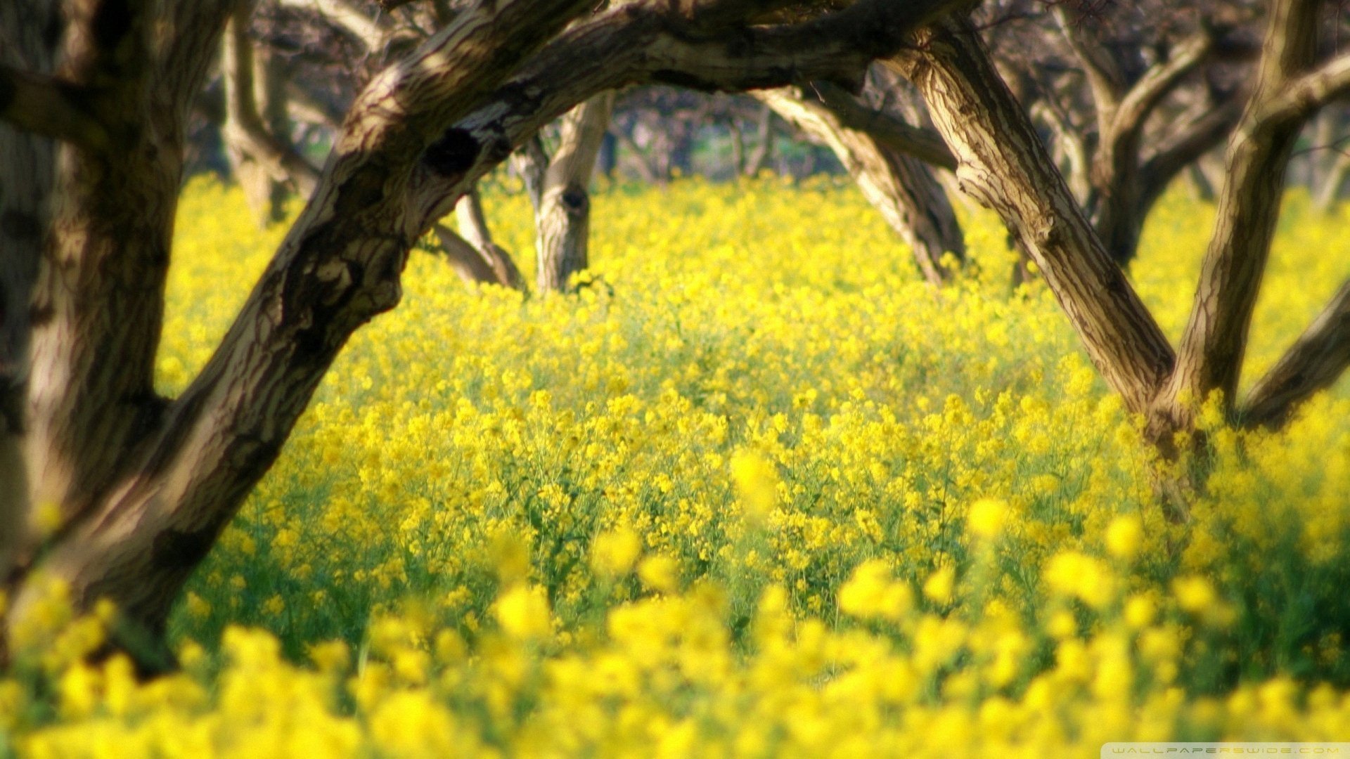 小清新 唯美 温暖 安静 阳光 温馨 儿童桌面专用