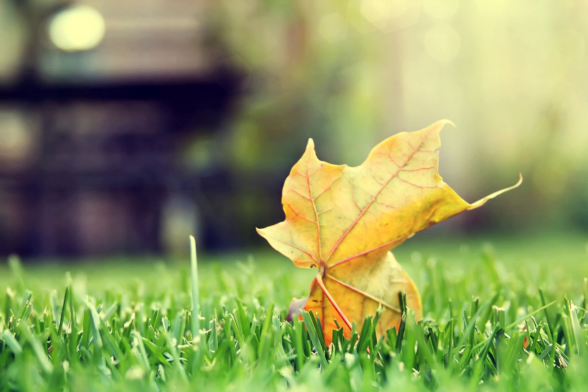 小清新 唯美 温馨 温暖 阳光 治愈系 安静 生活 慢生活 清新淡雅 温馨一刻 孤单 寂寞 离开 等待 伤感 叶子 静物写真