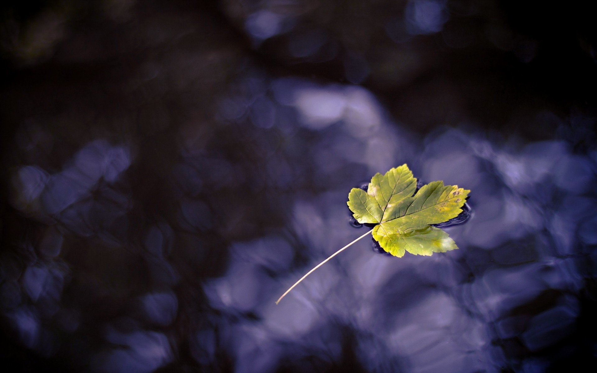 小清新 唯美 温馨 温暖 阳光 治愈系 安静 生活 慢生活 清新淡雅 温馨一刻 静物写真 物语  叶子