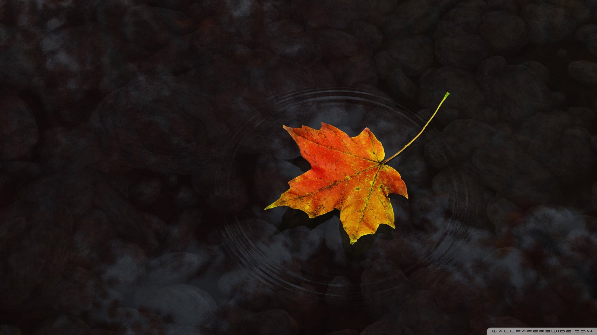 小清新 唯美 温馨 温暖 阳光 治愈系 安静 生活 慢生活 清新淡雅 温馨一刻 叶子 萧瑟