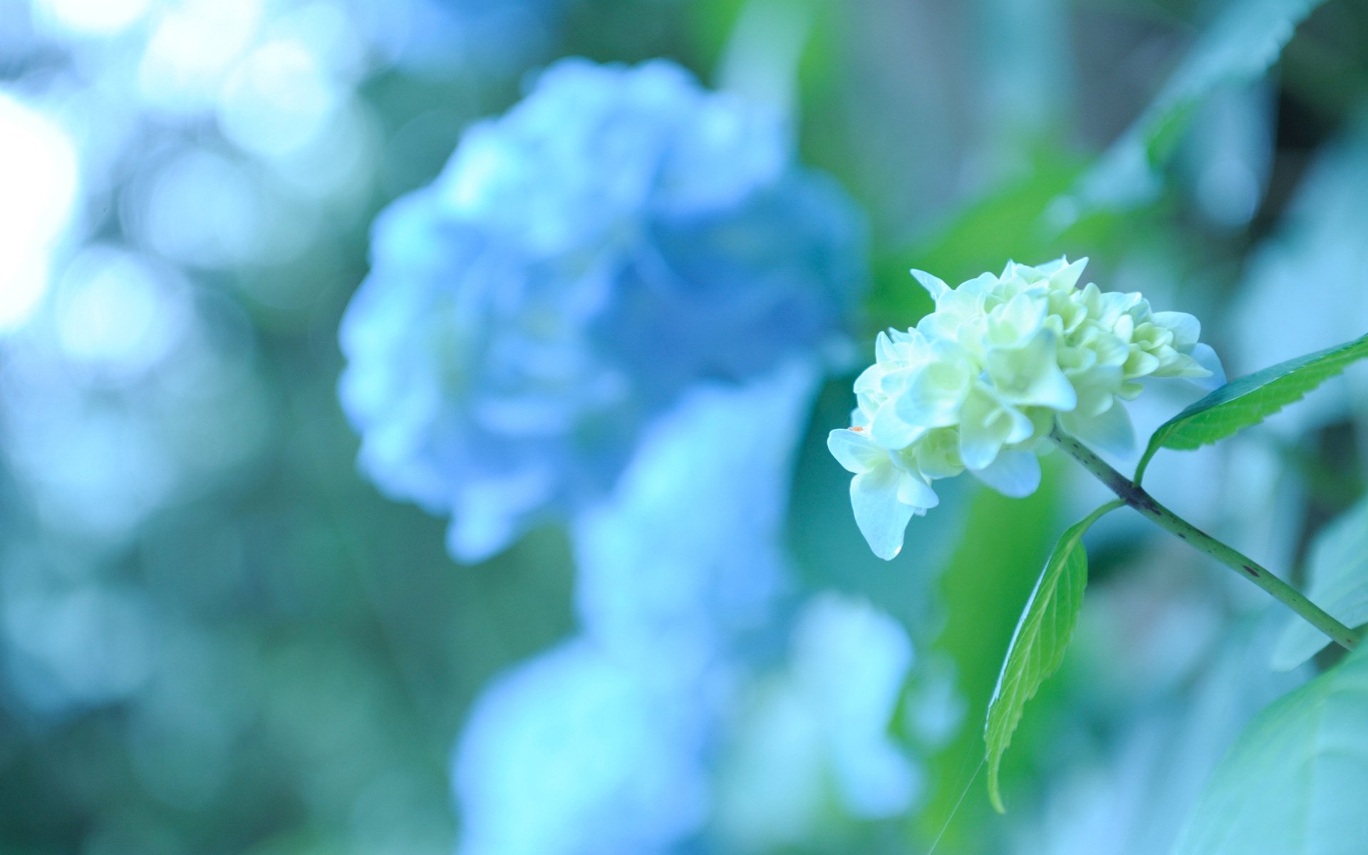 小清新 唯美 温馨 温暖 阳光 绿色养眼 自然  清新淡雅 花 春天  花团锦簇