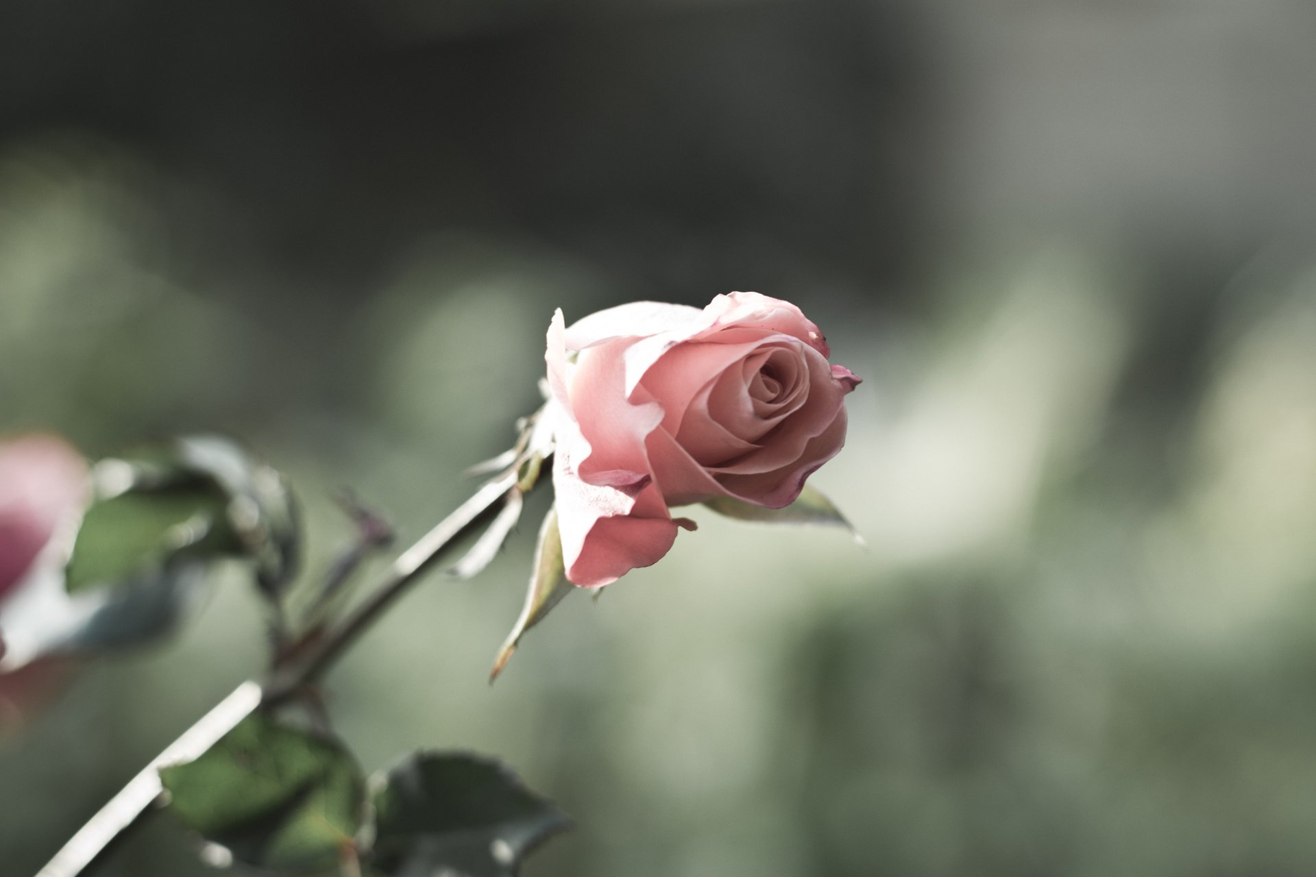 小清新 唯美 温馨 温暖 阳光 绿色养眼 自然  清新淡雅 花 春天  花团锦簇