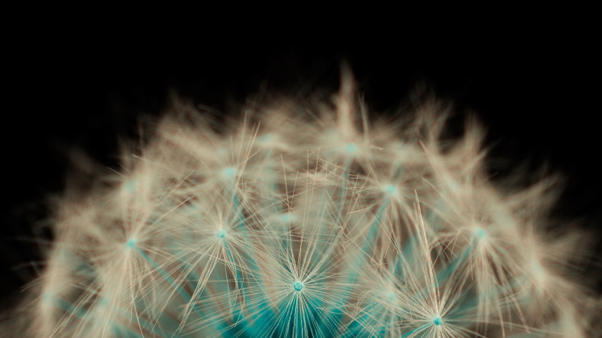 小清新 唯美 温馨 温暖 阳光 治愈系 安静 生活 慢生活 清新淡雅 温馨一刻 蒲公英 飞舞