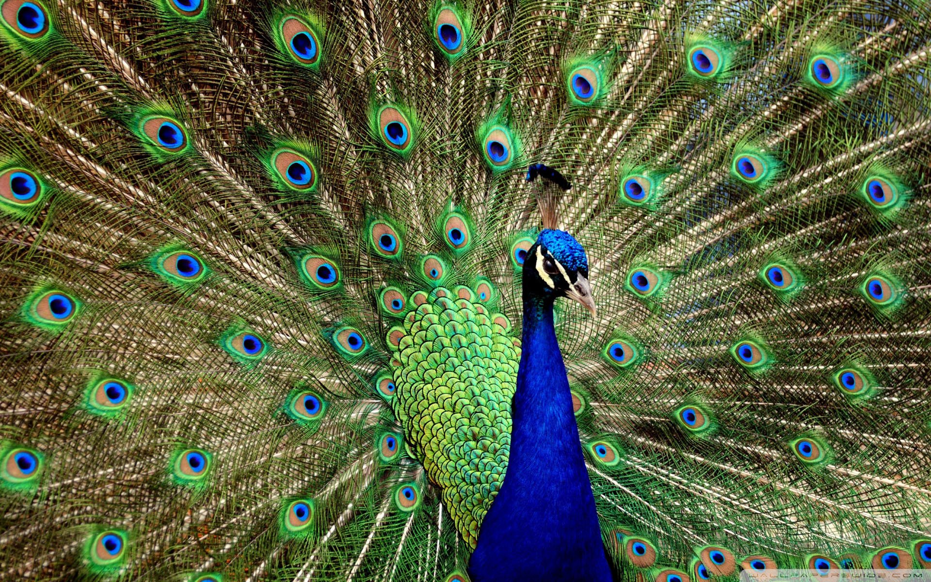 动物 野生动物 飞禽 鸟 飞翔  孔雀