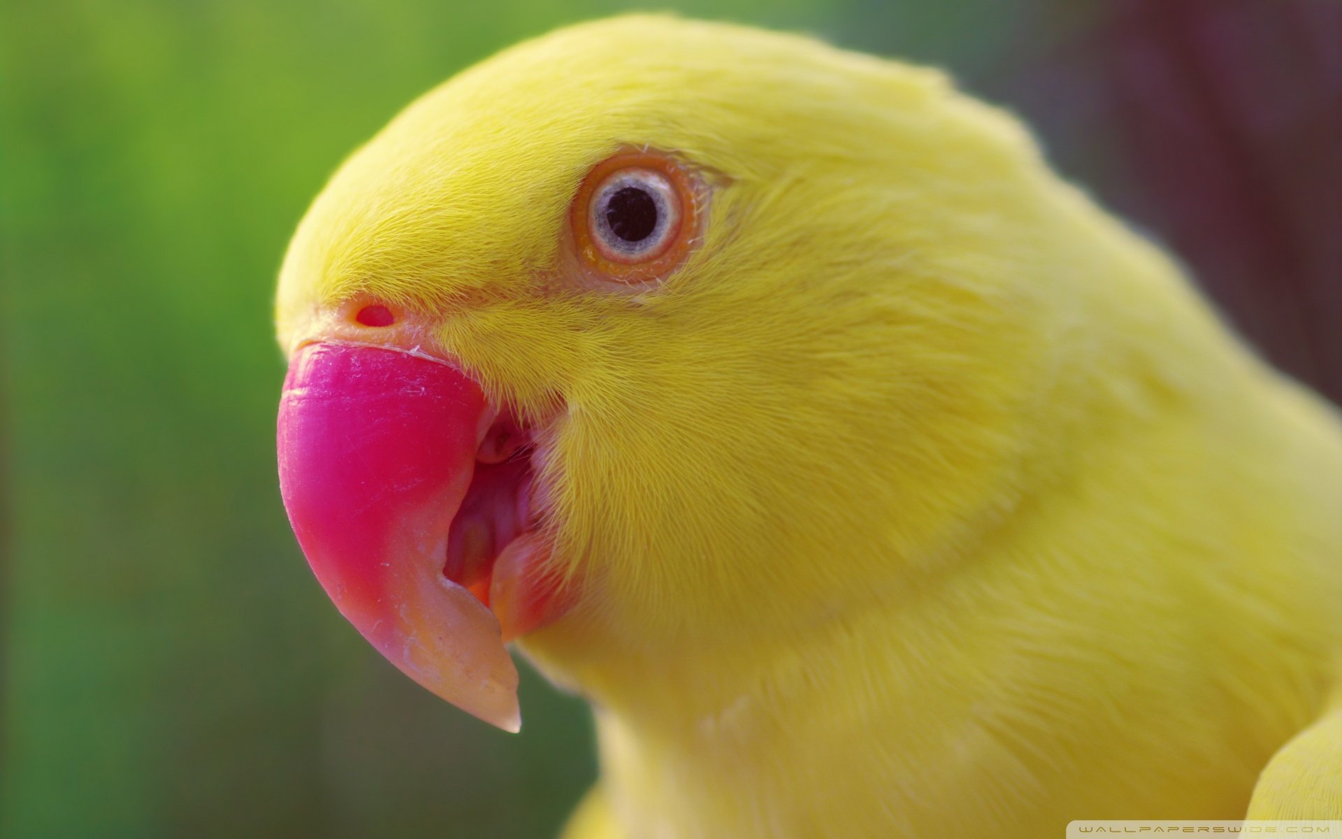 动物 野生动物 飞禽 鸟 飞翔  鹦鹉 五颜六色 彩色 色彩