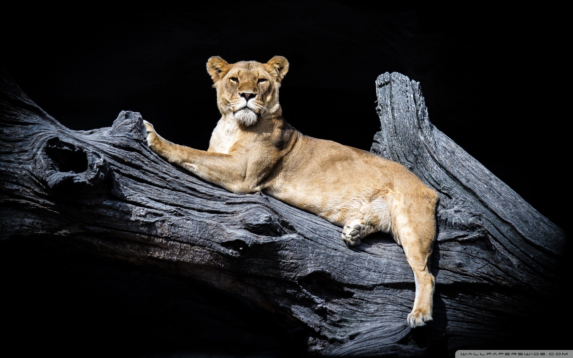 动物 野生动物 狮子