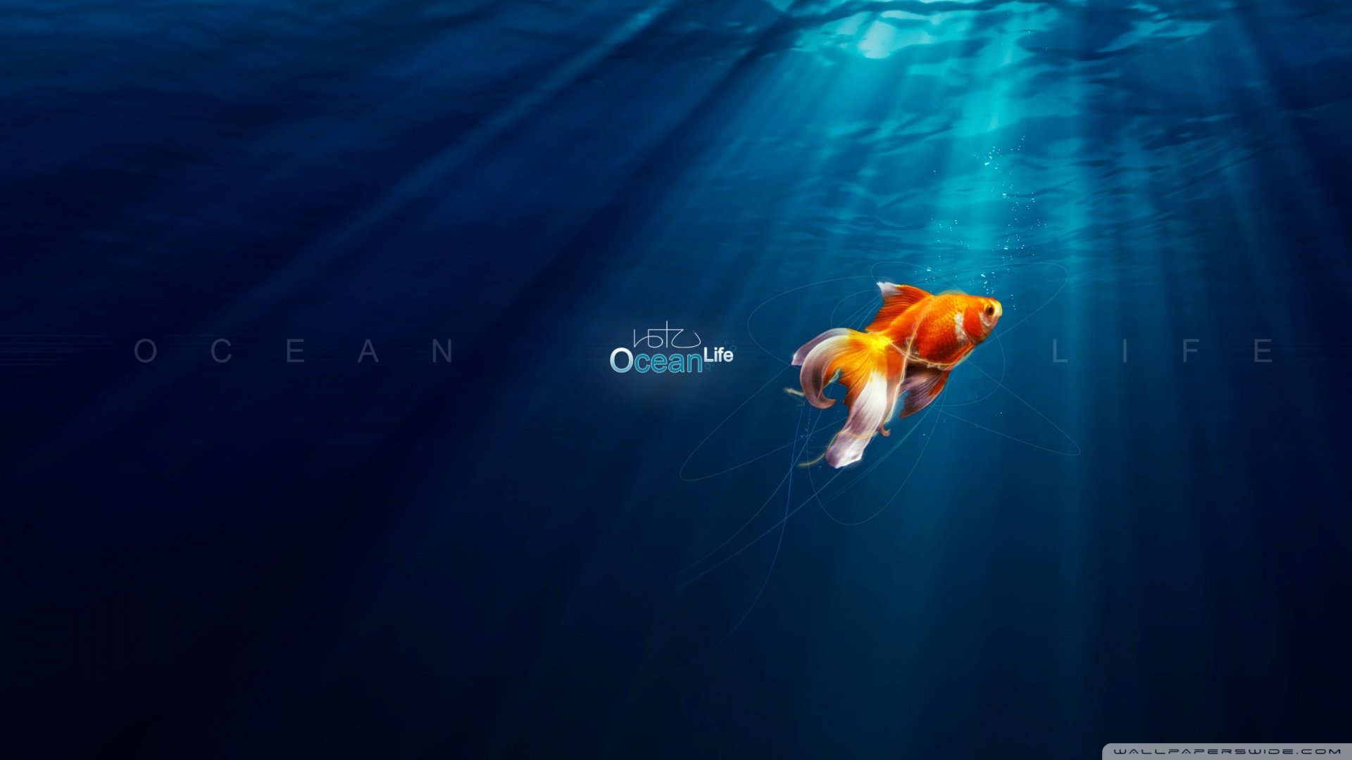 动物 野生动物 海洋天堂 海底世界 金鱼