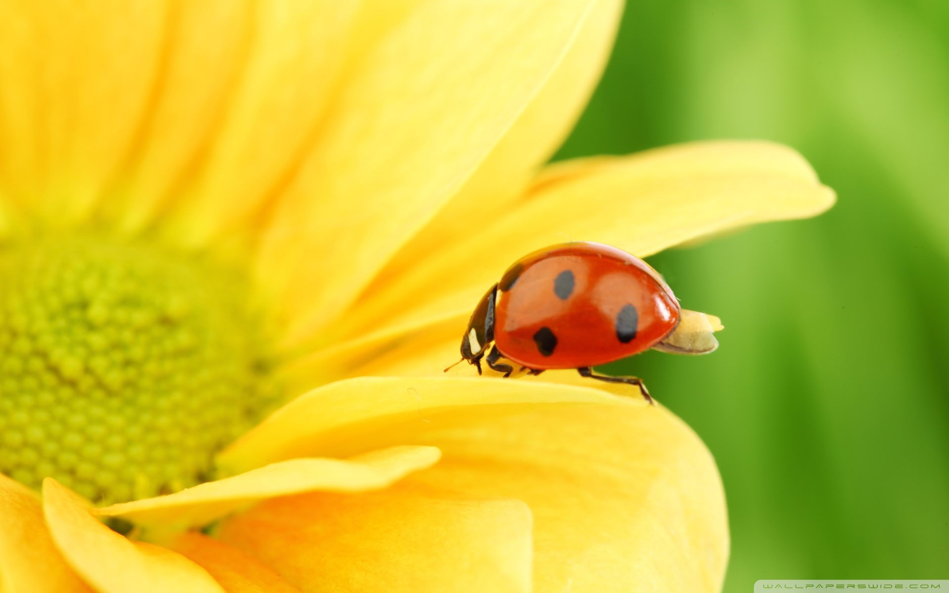 动物 野生动物 瓢虫 春天 花
