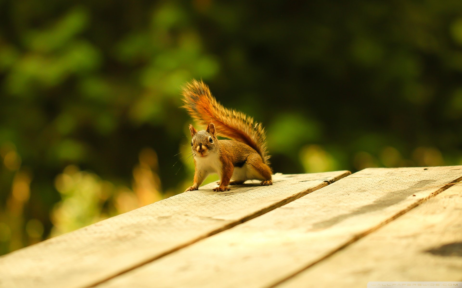 动物 野生动物 松鼠