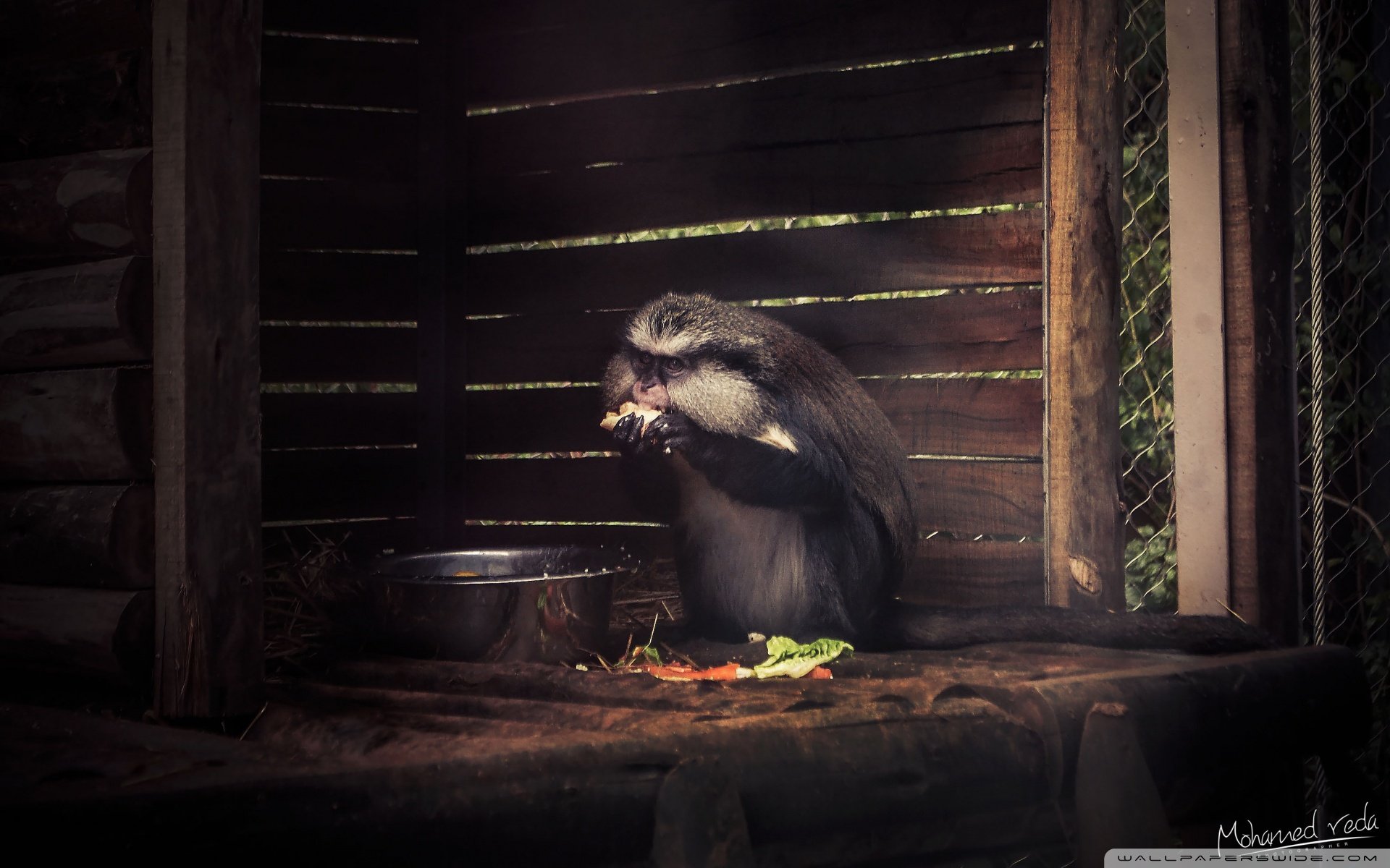 动物 野生动物 鼠