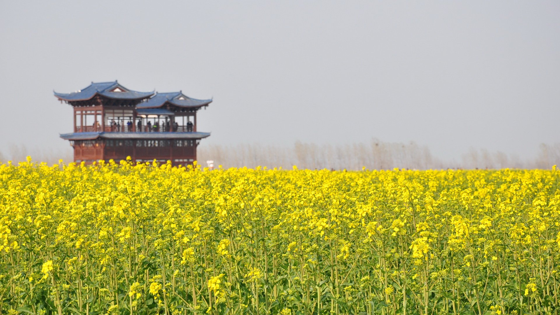 自然 风光 风景 春意盎然 春天 唯美 油菜花 江南 水乡 意境 黄色