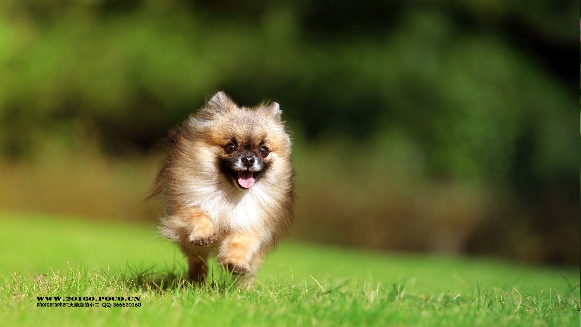 动物 古灵精怪 火柴宠摄 狗狗 汪星人 火柴摄影