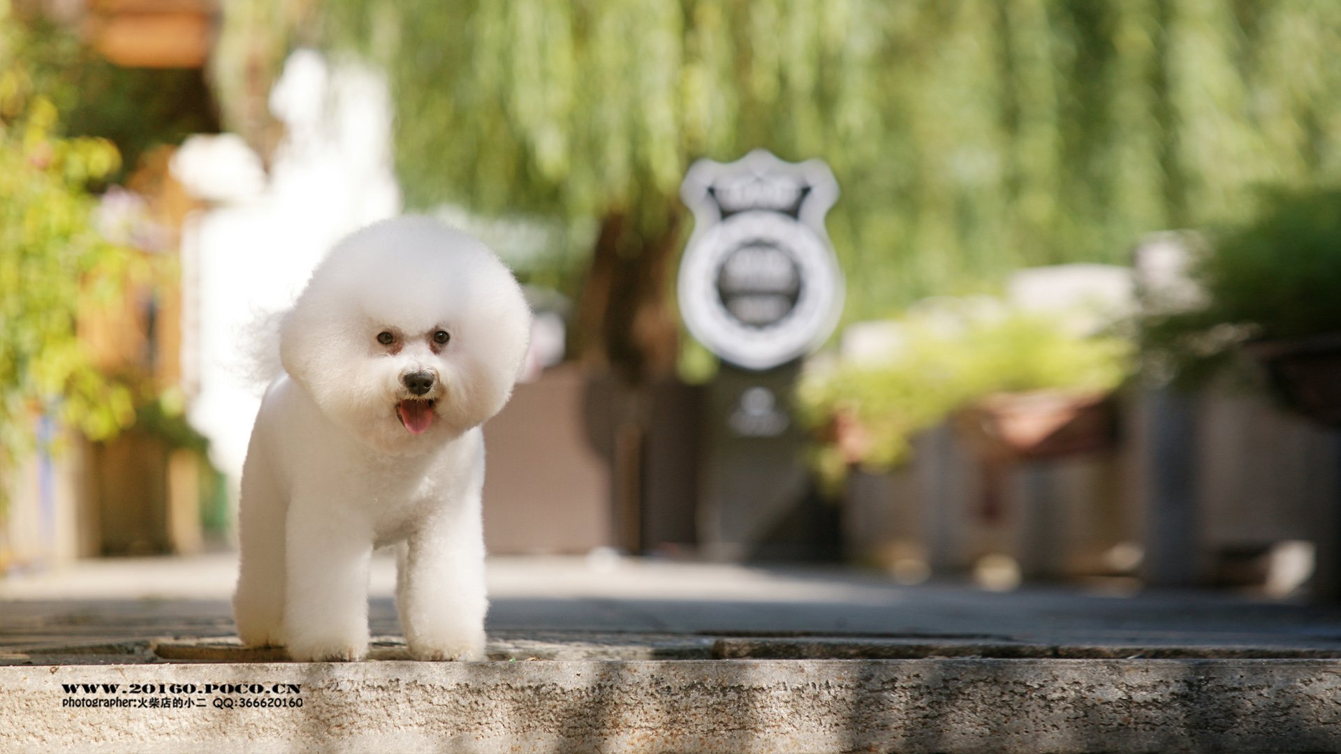 动物 古灵精怪 火柴宠摄 狗狗 汪星人 火柴摄影