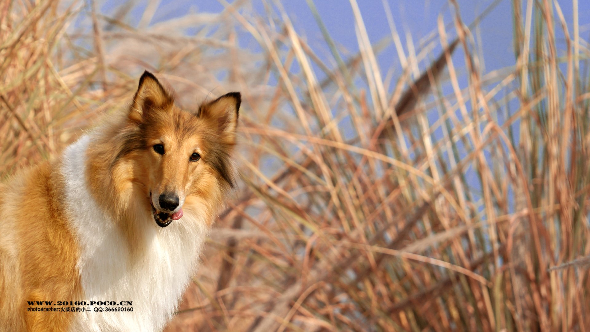 动物 古灵精怪 火柴宠摄 狗狗 汪星人 火柴摄影