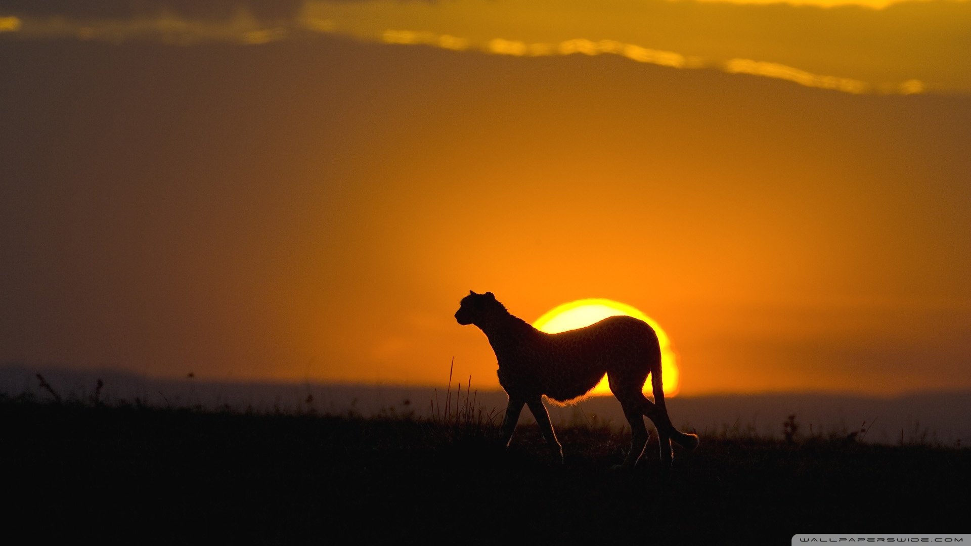动物 野生动物 猎豹 豹子
