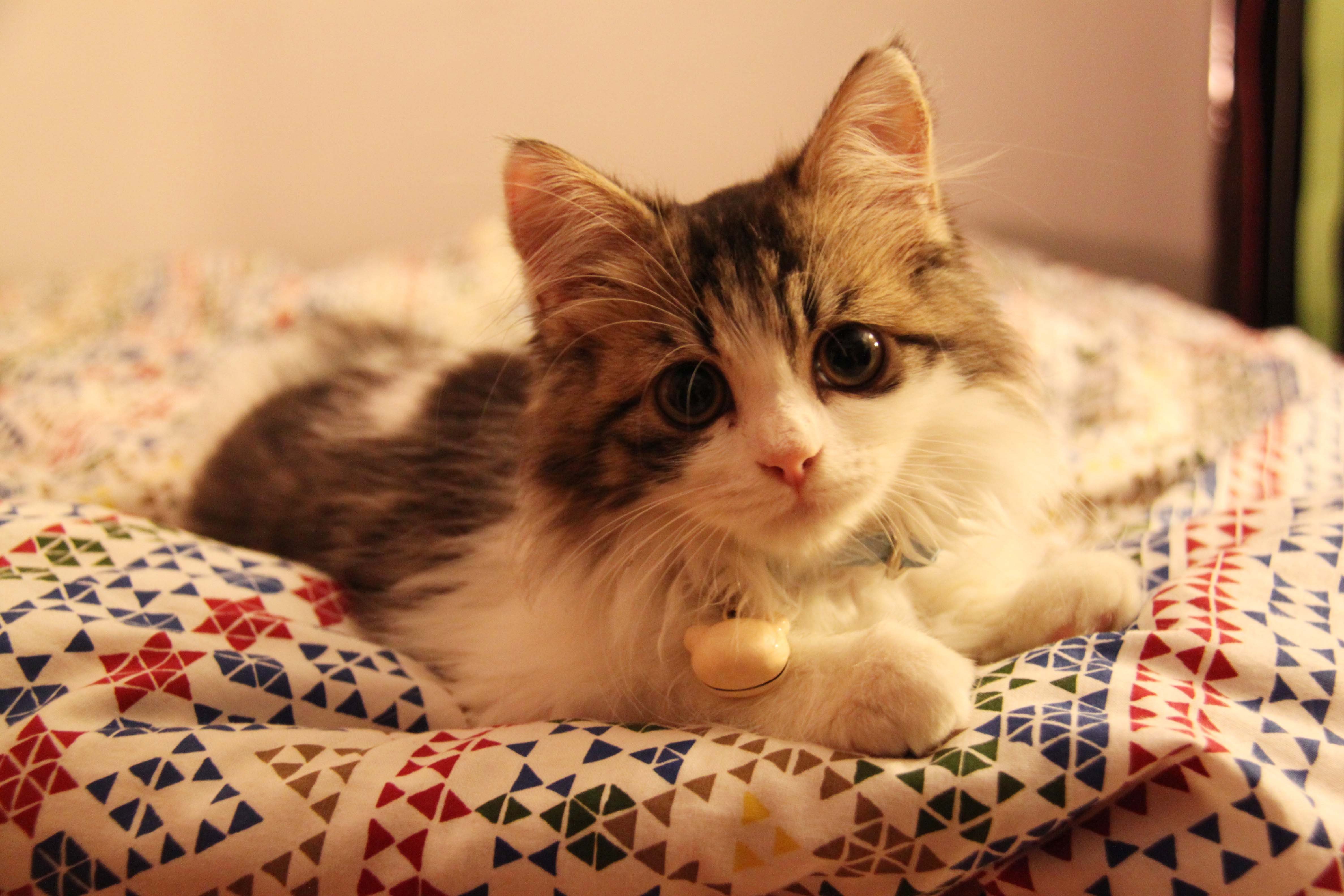 动物 古灵精怪 喵星人 猫 可爱 萌