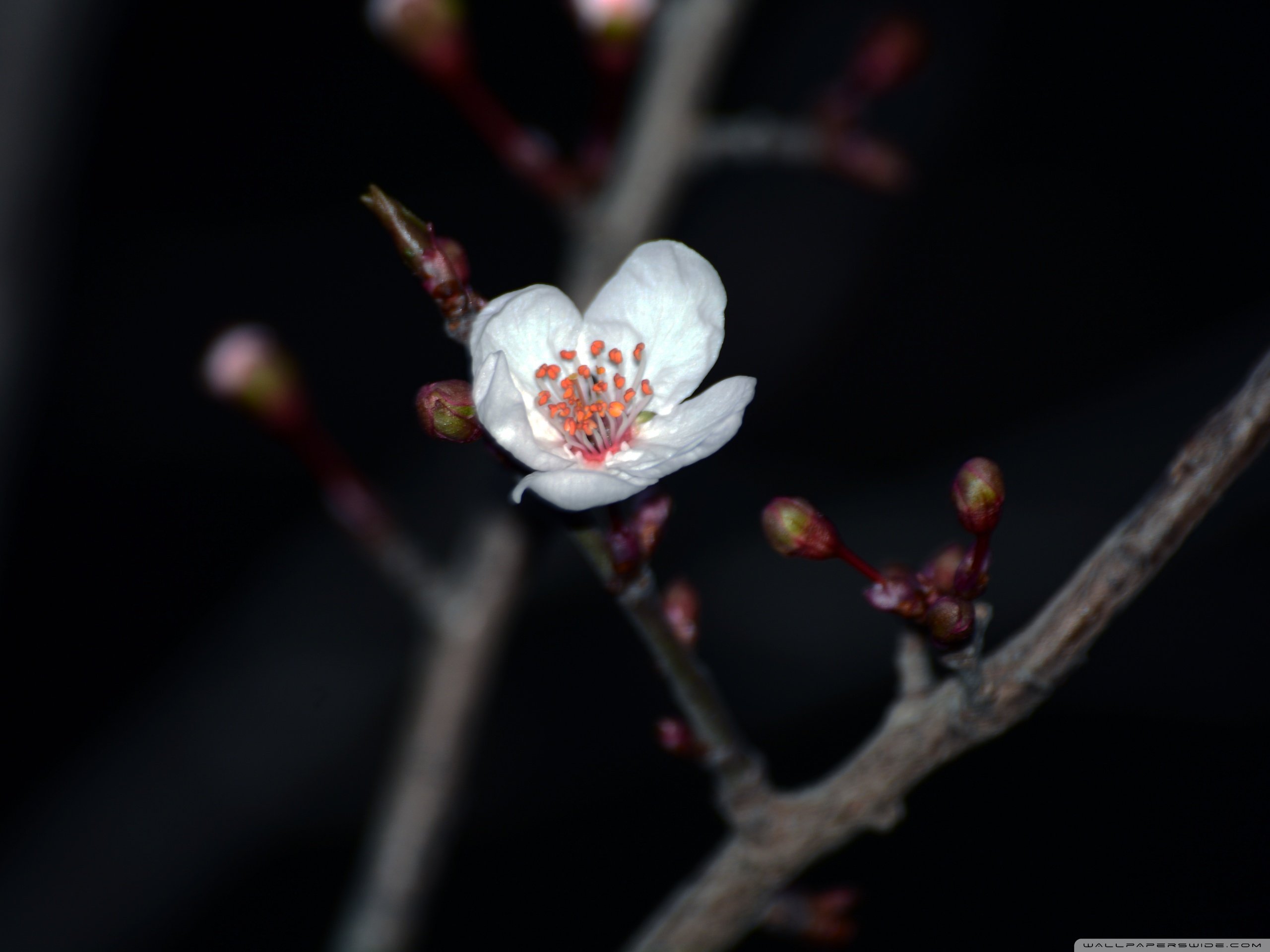 春分 春天  花 花开的声音 浪漫 清新 花朵 唯美 温暖 清新淡雅 鸟语花香