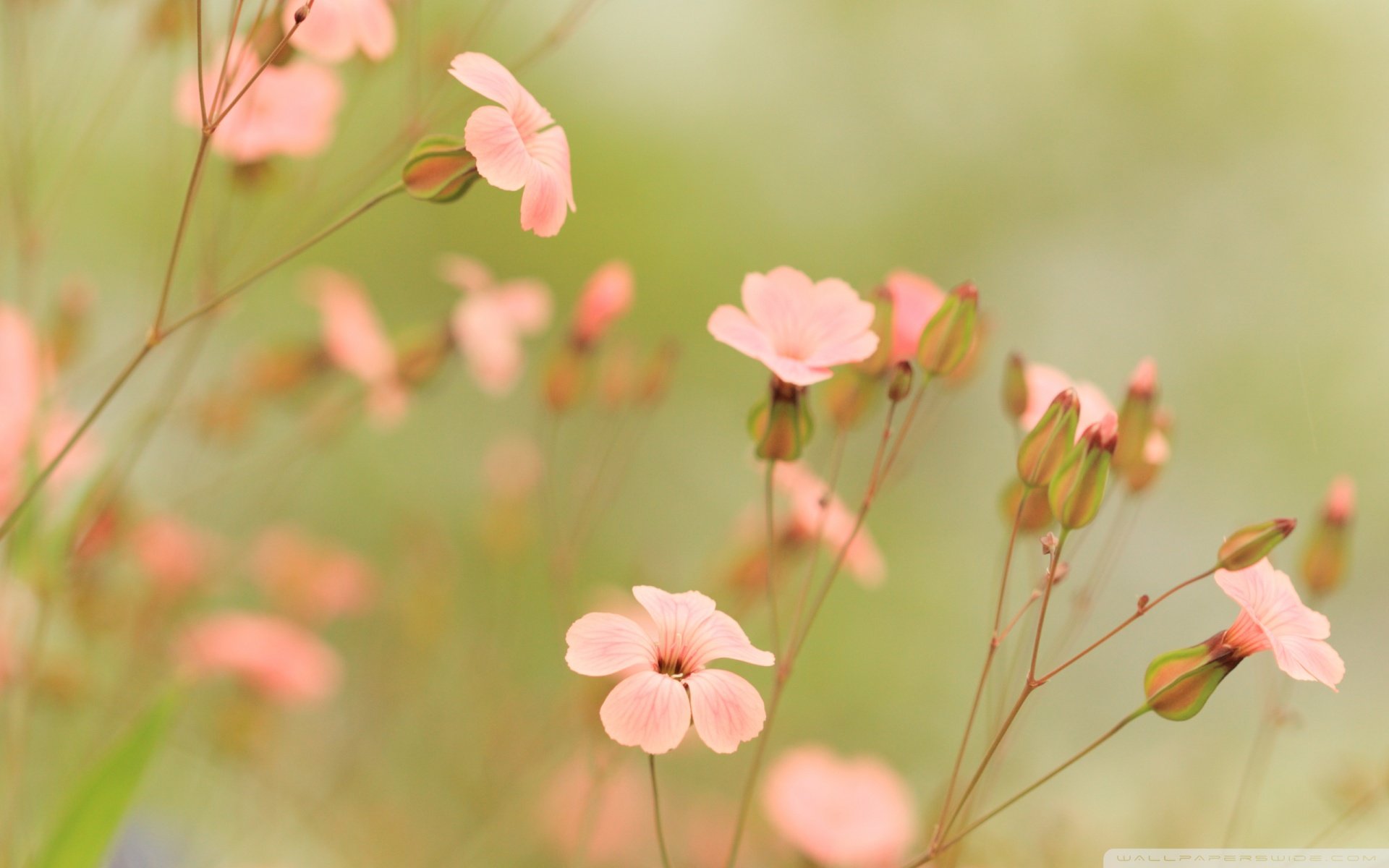 春分 春天  花 花开的声音 浪漫 清新 花朵 唯美 温暖 清新淡雅 鸟语花香