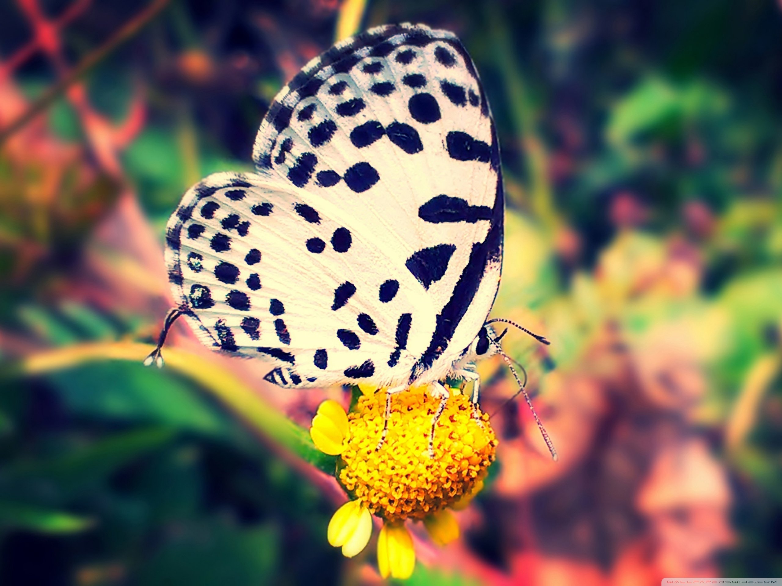 春分 春天  花 花开的声音 浪漫 清新 花朵 唯美 温暖 清新淡雅 鸟语花香